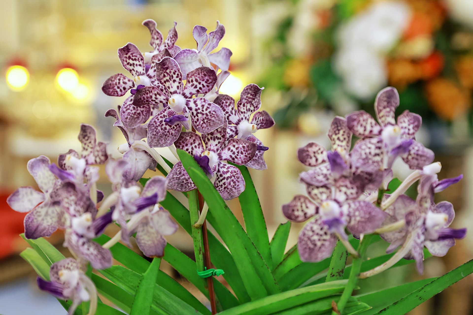 The hybrid orchid is called the Vanda Halimah Yacob Mohamed, which is a cross between the Vanda Kulwadee Fragrance and the Vanda tesselata. Each stalk of between 19cm and 24cm bears nine to 10 flowers with white petals, bright violet-blue lips, and purple spots. ST PHOTO: KEVIN LIM